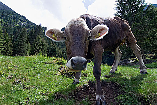 母牛,司图拜谷地,山谷,提洛尔,奥地利,欧洲
