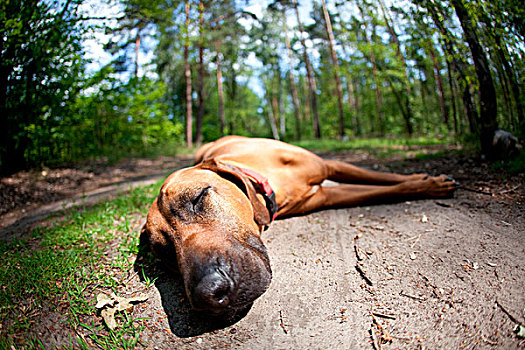 罗德西亚背脊犬,养狗,母狗,躺着,林中地面,休息