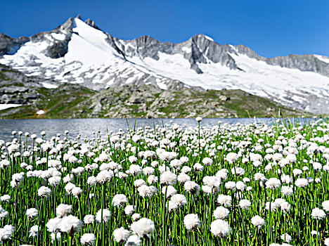 白色,国家公园,陶安,背景,山脉,阿尔卑斯山,奥地利,提洛尔,大幅,尺寸