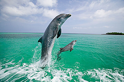宽吻海豚,加勒比海