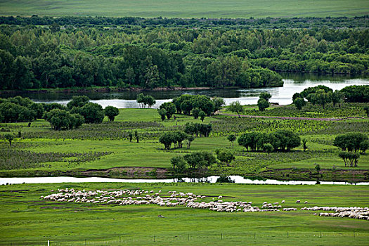 内蒙古呼伦贝尔额尔古纳根河湿地边的羊群