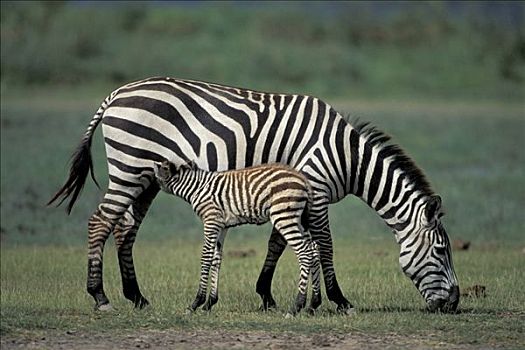 斑马,马,成年,母马,吸吮,小马,安伯塞利国家公园,肯尼亚,非洲