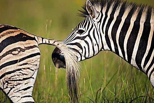 斑马,嗅,女性,自然保护区,南非