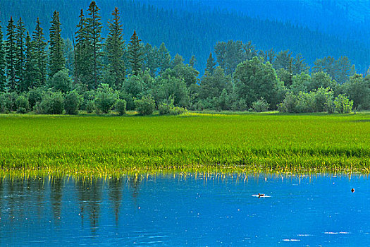 湿地,不列颠哥伦比亚省,加拿大