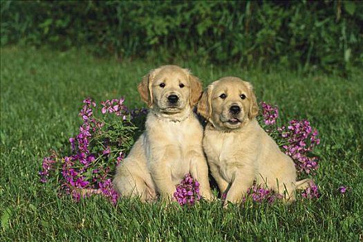 金毛猎犬,狗,肖像,两个,小狗,坐,一起,草地