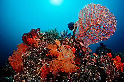 彩色,珊瑚礁,科莫多,印度洋,印度尼西亚,东南亚,亚洲