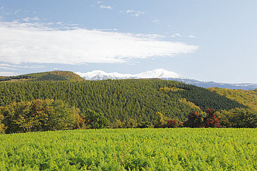 胡萝卜,地点,山