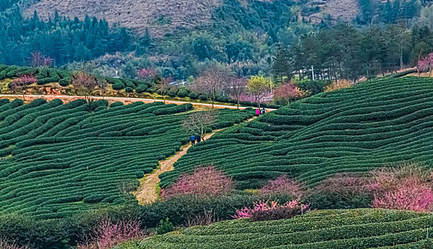 福建省,漳平市,永福,阿里山,樱花园,自然环境