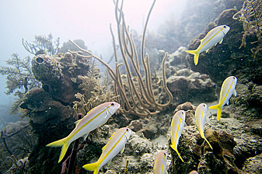 水下视角,鲷鱼,珊瑚,墙壁,海湾群岛,洪都拉斯