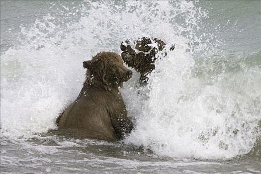 大灰熊,棕熊,成年,女性,一岁,幼兽,寻找,三文鱼,湖,岸边,风暴,卡特麦国家公园,阿拉斯加