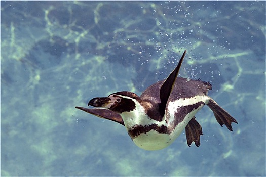 企鹅,水下