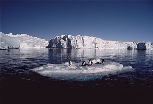 阿德利企鹅,群,漂浮,冰山,正面,冰,南极