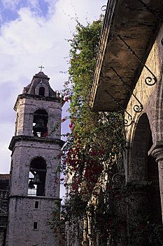 古巴,老哈瓦那,大教堂,塔,叶子花属