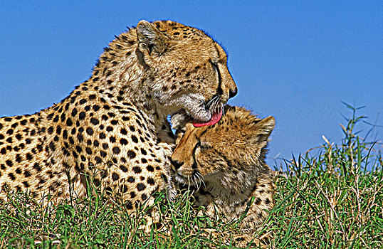 印度豹,猎豹,成年,修饰,马赛马拉,公园,肯尼亚