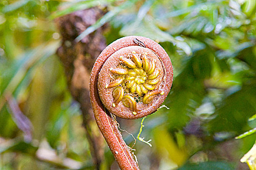 蕨类,雾林,区域,联合国教科文组织,生物保护区,世界自然遗产,场所,秘鲁