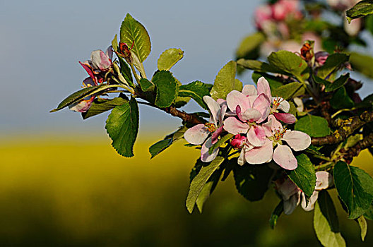 盛开,苹果树