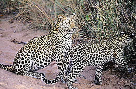 南非,克留格尔公园,区域,豹,自然保护区