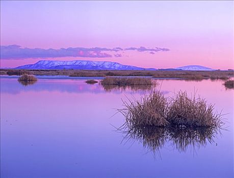 日出,上方,水塘,国家野生动植物保护区,科罗拉多