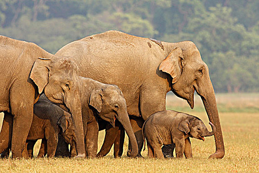 印度象,牧群,草地,国家公园,印度