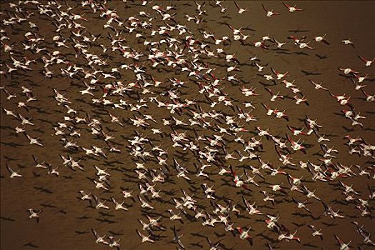 大红鹳,火烈鸟,成群,飞跃,湖,大裂谷,坦桑尼亚
