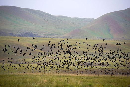 新疆喀拉峻山谷成群的乌鸦