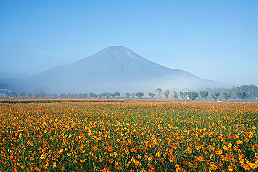 富士山,山梨县,日本,亚洲