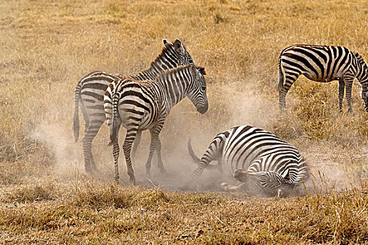斑马,脏,沐浴,恩戈罗恩戈罗火山口,坦桑尼亚