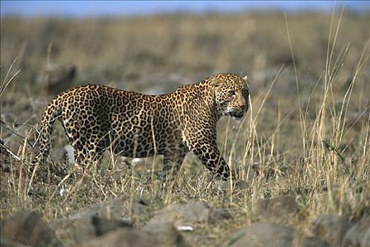 豹,保护色,草,马赛马拉国家保护区,肯尼亚,非洲