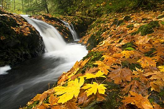 瀑布,树林,银,溪流,银色瀑布州立公园,俄勒冈,美国