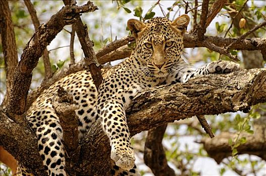 豹,靠近,塞伦盖蒂国家公园,坦桑尼亚,非洲
