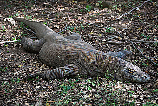 科摩多巨蜥,林卡岛,印度尼西亚