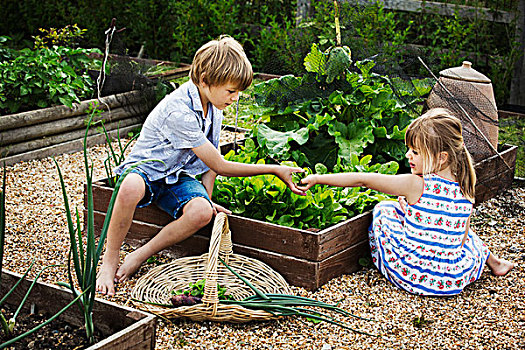 男孩,女孩,蔬菜,床,花园,挑选,新鲜,农产品,篮子,洋葱