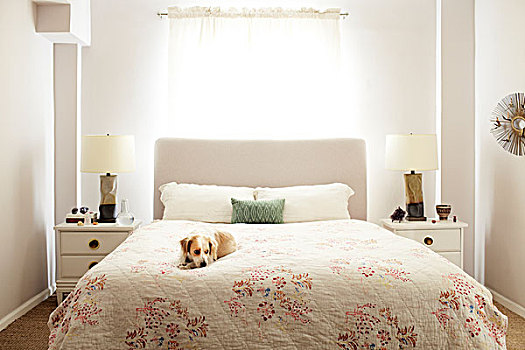 狗,双人床,灯,床边,衣柜