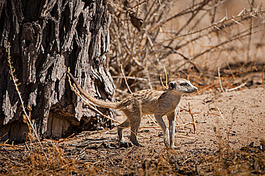 幼兽,猫鼬,卡拉哈迪大羚羊国家公园,北开普,南非,非洲