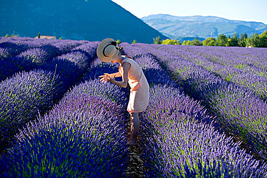 女青年,帽子,盛开,薰衣草种植区,普罗旺斯,法国