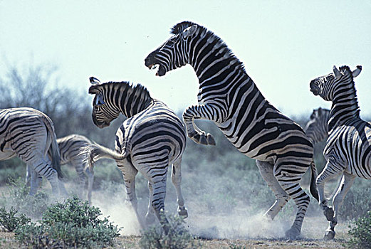 纳米比亚,埃托沙国家公园,平原斑马,斑马,争斗,靠近,荒芜,洞