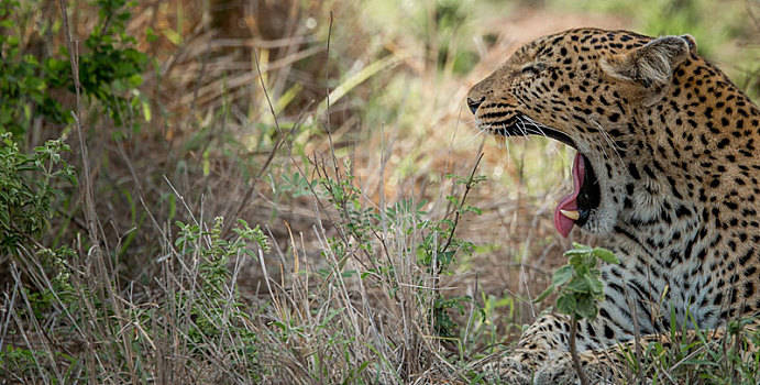 哈欠,豹,克鲁格国家公园,南非