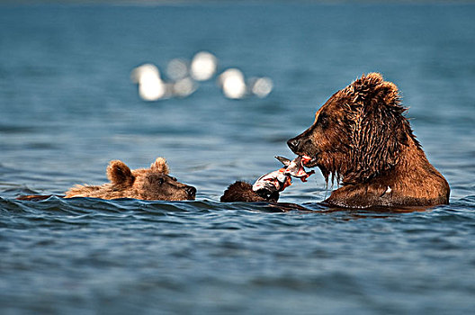 棕熊,吃,三文鱼,幼兽,游泳,堪察加半岛,俄罗斯