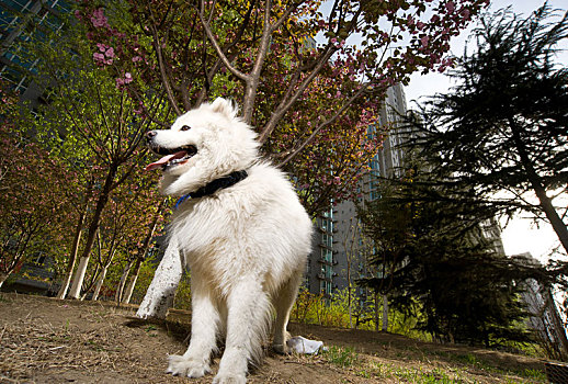 萨摩耶犬