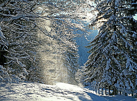 冬日树林,树林,树,落叶树,针叶树,季节,冬天,雪,积雪,逆光,阳光,晴朗