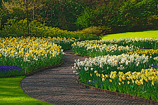 荷兰,世界闻名,库肯霍夫花园