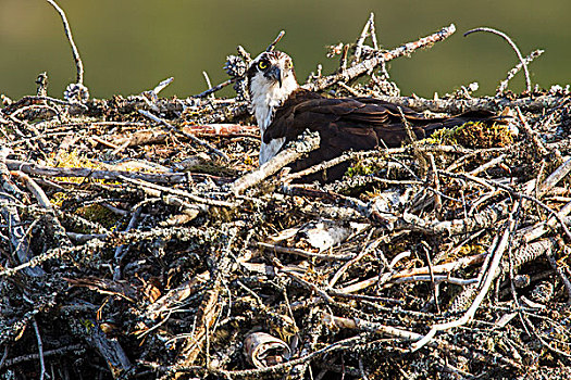 巢穴,靠近,纳尔逊,不列颠哥伦比亚省,加拿大