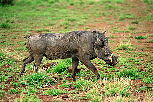 疣猪,成年,雄性,走,克鲁格国家公园,南非