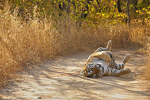 虎,背影,林道,伦滕波尔国家公园,地区,拉贾斯坦邦,印度,亚洲