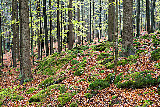 自然,混交林,春天,巴伐利亚森林国家公园,巴伐利亚,德国,欧洲