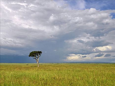 暴风雨,草地,马塞马拉野生动物保护区,肯尼亚