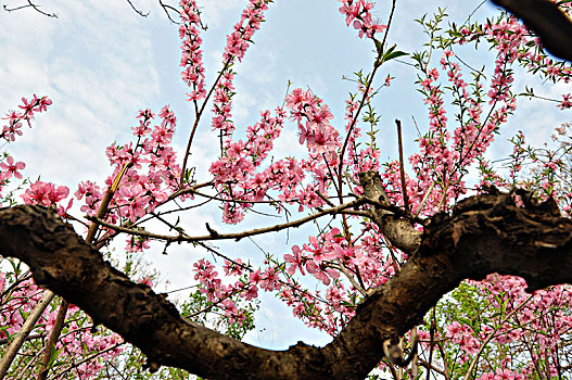 风景花卉