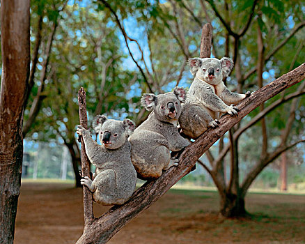 树袋熊,布里斯班,昆士兰,澳大利亚