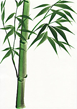 水彩画,竹子