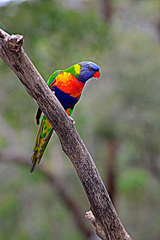 彩虹,成年,树,澳大利亚